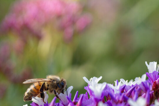 Macro close-up of a honey bee foraging inside a vibrant purple flower in warm sunlight, highlighting pollination, nectar feeding, spring nature, biodiversity and a natural garden ecosystem.