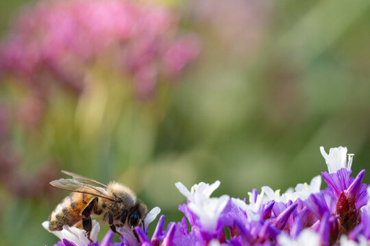 Macro close-up of a honey bee foraging inside a vibrant purple flower in warm sunlight, highlighting pollination, nectar feeding, spring nature, biodiversity and a natural garden ecosystem.