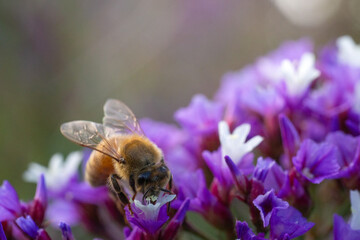 Macro close-up of a honey bee foraging inside a vibrant purple flower in warm sunlight, highlighting pollination, nectar feeding, spring nature, biodiversity and a natural garden ecosystem. © Smallroombigdream