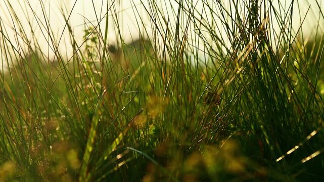 Panning Shot of Tall Green Grass in Meadow
