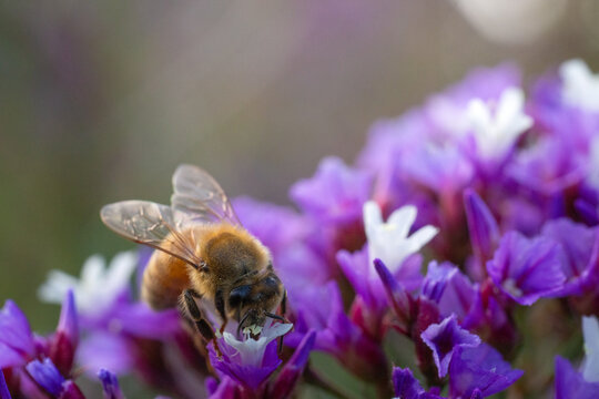 Macro close-up of a honey bee foraging inside a vibrant purple flower in warm sunlight, highlighting pollination, nectar feeding, spring nature, biodiversity and a natural garden ecosystem.
