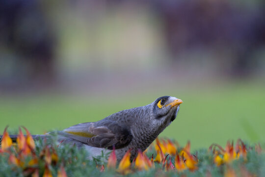 Close-up of a wild gray bird with a yellow eye patch and orange beak foraging among colorful garden flowers, with soft bokeh highlighting urban wildlife, nature and outdoor biodiversity.