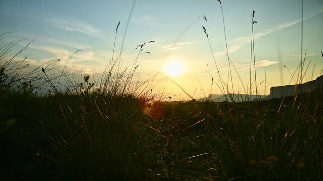 Tall grass swaying in wind in a field at sunset