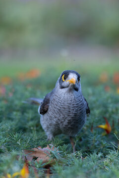 Close-up of a wild gray bird with a yellow eye patch and orange beak foraging among colorful garden flowers, with soft bokeh highlighting urban wildlife, nature and outdoor biodiversity.
