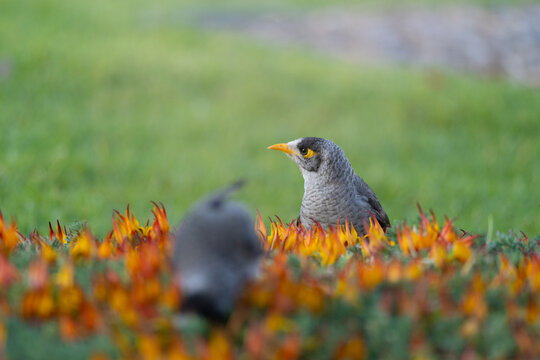 Close-up of a wild gray bird with a yellow eye patch and orange beak foraging among colorful garden flowers, with soft bokeh highlighting urban wildlife, nature and outdoor biodiversity.