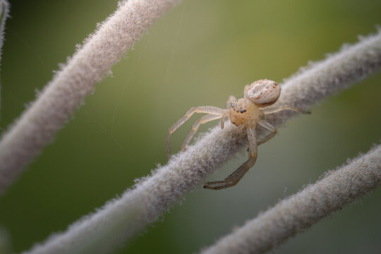 Macro close-up of a pale crab spider resting on a fuzzy plant stem against soft green bokeh, revealing detailed legs and body texture while highlighting camouflage, wildlife and biodiversity.
