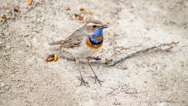 the bluethroat runs along the ground