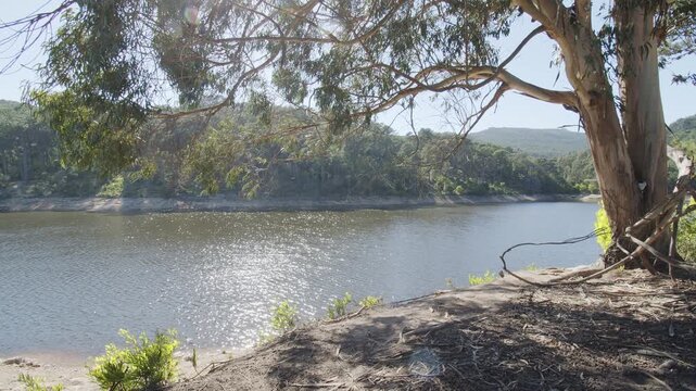 Large eucalyptus tree near the water, shot on a sunny summer day, beautiful nature background.
