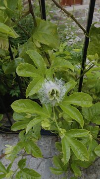Passiflora flowers or passion vines, flowering plant in blossom close up. 