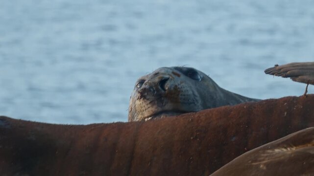 Close up of southern elephant seal among resting animals