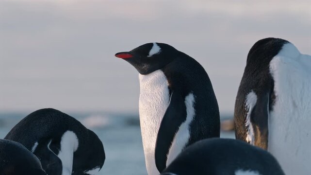 Close up of Gentoo penguin among colony