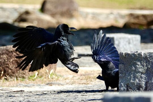 Two crows in dynamic action fighting on the ground with wings spread in Chiba, Japan