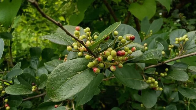 Antidesma ghaesembilla with Ripening Berries in jungle Fruits coming in the rainy season Ma-Mao, Buni or wuni fruit (Antidesma bunius) is a very small and colorful fruit
