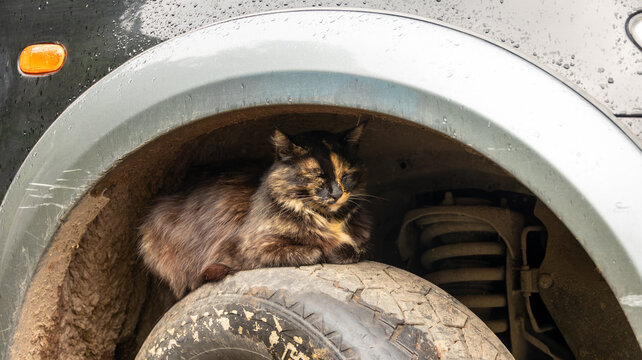 Abris de chat