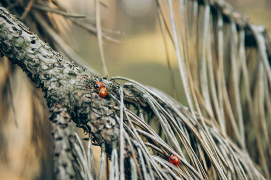 Pine Branches Close Up with Ladybug