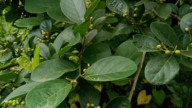 Antidesma ghaesembilla with Ripening Berries in jungle Fruits coming in the rainy season Ma-Mao, Buni or wuni fruit (Antidesma bunius) is a very small and colorful fruit