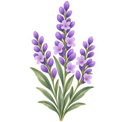 Fototapeta premium Watercolor Purple Lavender Flower Bouquet Isolated on Transparent Background