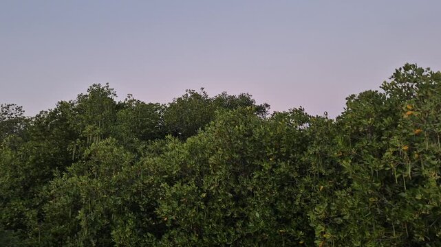 Dense Mangrove Forest Canopy Wall with Abundant Hanging Rhizophora Propagules