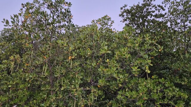 Dense Mangrove Forest Canopy Wall with Abundant Hanging Rhizophora Propagules