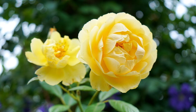 柔らかな光の中で美しく咲き誇る二輪の黄色いバラの花。鮮やかな花びらと豊かな緑の葉が対照的で、庭園の優雅な雰囲気を引き立てている自然の風景。