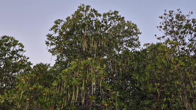 Rhizophora Mangrove Tree with Long Hanging Propagules in Coastal Forest