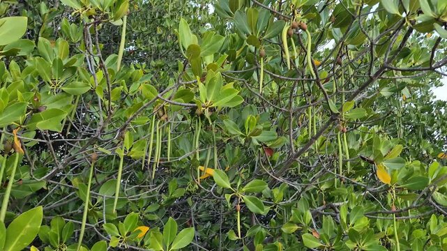 Dense green mangrove tree foliage with long propagules hanging from branches in a tropical coastal forest background