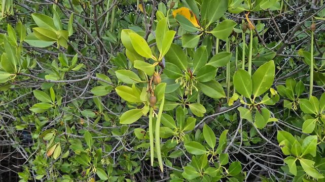 Dense green mangrove tree foliage with long propagules hanging from branches in a tropical coastal forest background