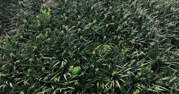 Pineapple grow on tree in garden