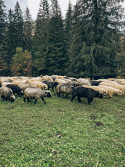Naklejka premium Sheep Grazing on Mountain Pasture - 3