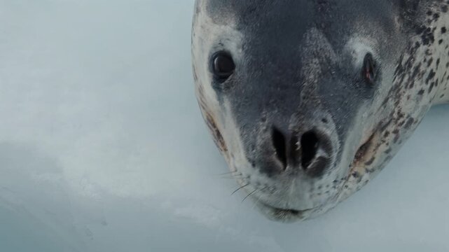 Leopard Seal Face Close Up on Ice