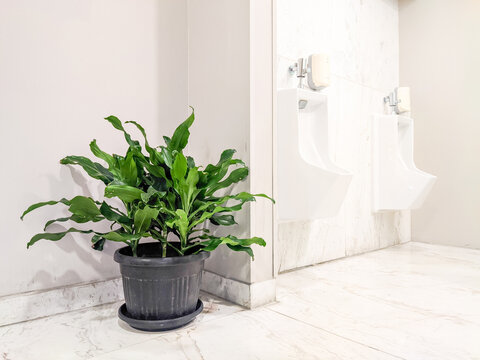 Green ornamental plant in a black pot placed inside a bright modern bathroom, adding a natural decorative touch and creating a fresh, calming atmosphere in a clean minimalist interior.
