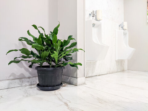 Green ornamental plant in a black pot placed inside a bright modern bathroom, adding a natural decorative touch and creating a fresh, calming atmosphere in a clean minimalist interior.