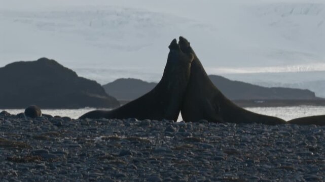 Two elephant seals fighting upright on rocky beach