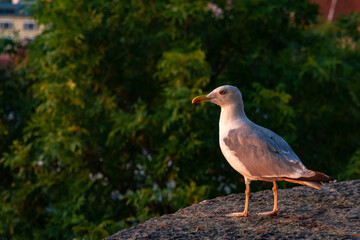Obraz premium A close-up portrait of a European herring gull (Larus argentatus) standing on an old stone wall and looking right, bathed in the warm, golden light of a peaceful Tallinn sunrise.