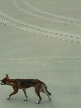 Wild dingo walking across the sand beside vehicle tracks, K'gari, Queensland, Australia