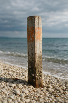 Vertical close up of a weathered wooden post with barnacles on a pebble beach. Coastal detail with blurred ocean background