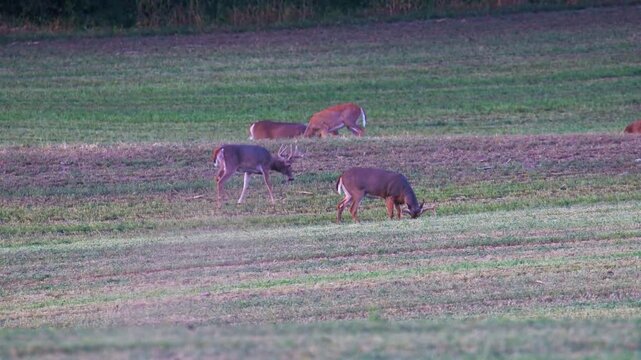 White-tailed deer buck lifts cut alfalfa hay while feeding