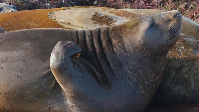 Elephant seal using flipper to scratch body in Antarctica