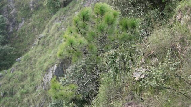Young Pine Tree Growing on Steep Rocky Mountain Slope