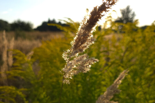 Ground reed grass in autumn.