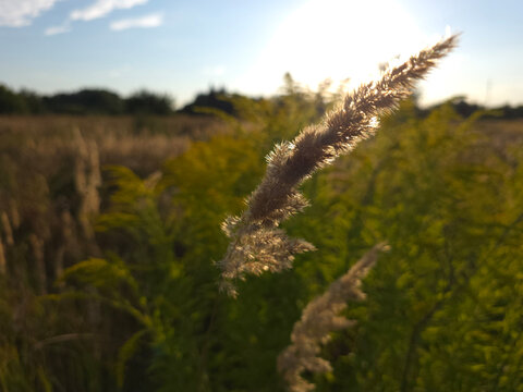 Ground reed grass in autumn.