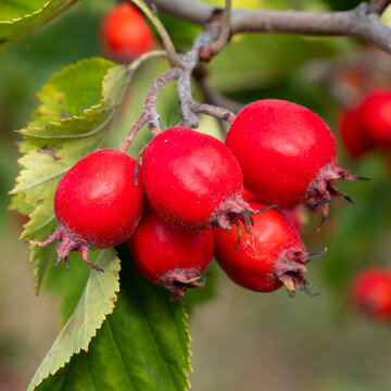 Hawthorn branch with its ripe fruits.
Hawthorn fruits ripen at the end of summer. Used as a medicinal plant to lower blood pressure. 