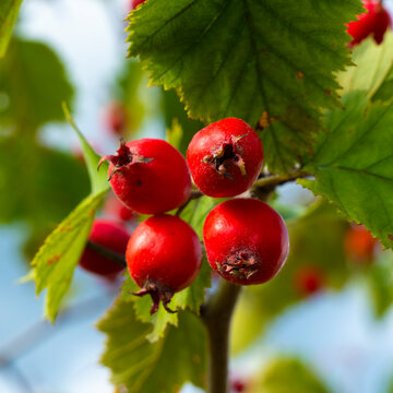 Hawthorn branch with its ripe fruits.
Hawthorn fruits ripen at the end of summer. Used as a medicinal plant to lower blood pressure. 