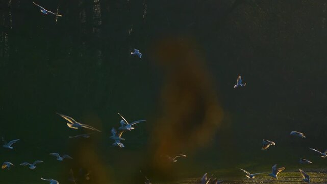 seagulls fly over the swamp at sunset