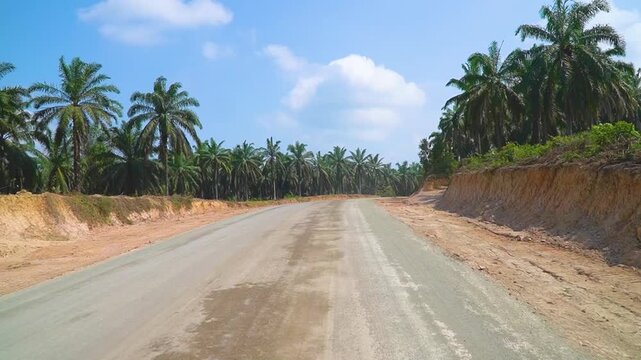 Dirt Road Transportation Corridor Through Palm sawit Plantation Estate Cleared Land Embankment Infrastructure Construction Industrial Access Way Remote Countryside