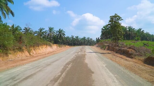 Straight Dirt Access Road Vanishing Point Perspective Surrounded by Palm Oil sawit Trees Rural Industrial Transportation Route Countryside Infrastructure Development