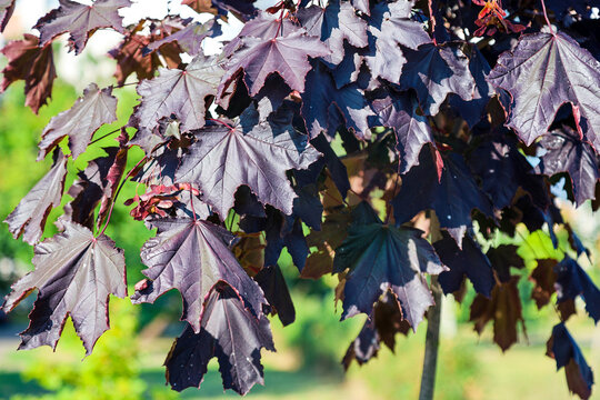 Young saplings of Norwegian maple grow near an apartment building small maples with black, brownish-red foliage stand on the street next to a residential building.