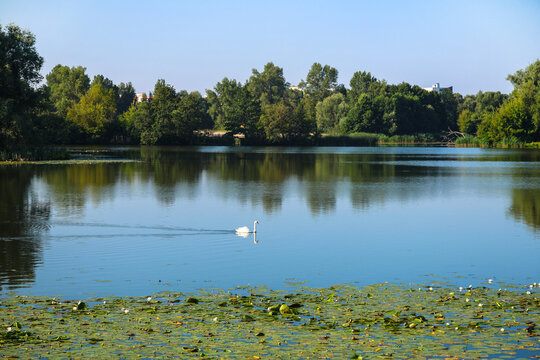 White swans swimming in murky blooming green pond water of a city park elegant waterfowl birds urban nature environment.