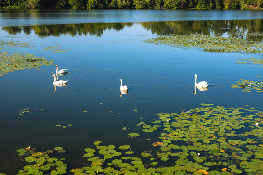 White swans swimming in murky blooming green pond water of a city park, elegant waterfowl birds an urban nature environment.