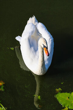 White swans swimming in murky blooming green pond water of city park, elegant waterfowl birds in an urban nature environment.